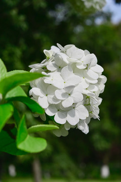 春天公园阳光下的木绣球花特写