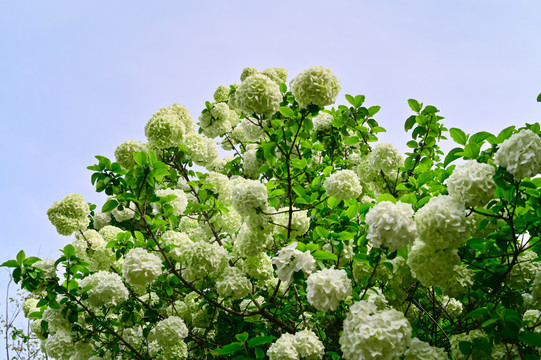 春天公园阳光下的木绣球花花海