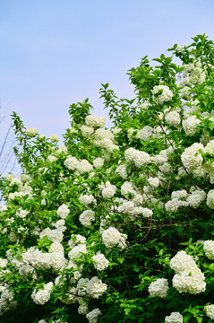 春天公园阳光下的木绣球花花海