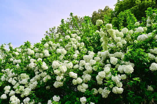 春天公园阳光下的木绣球花花海