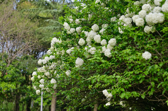 春天公园阳光下的木绣球花花海