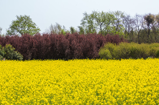 油菜花