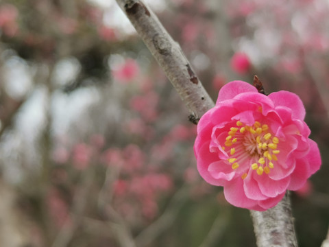 樱花花朵