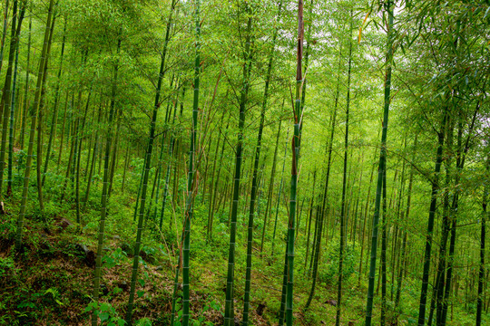 雨天竹林