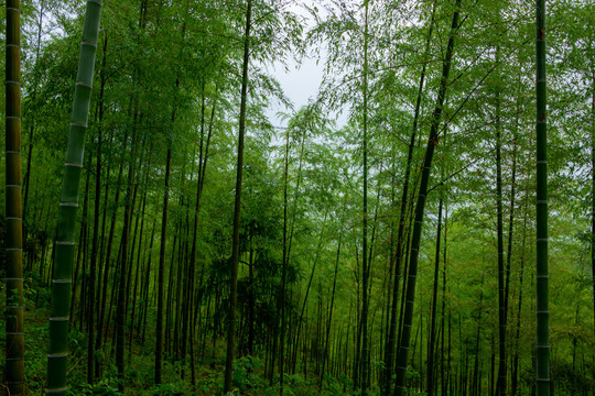 雨天竹林