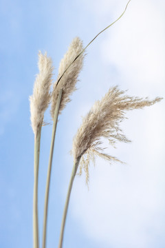 芦苇特写随风飘扬蓝天白云