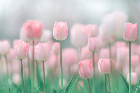 春天植物花卉粉色郁金香花海