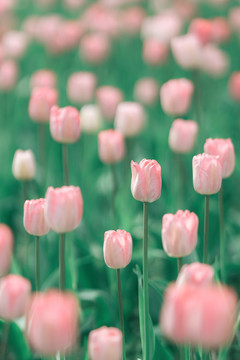 春天植物花卉粉色郁金香花海