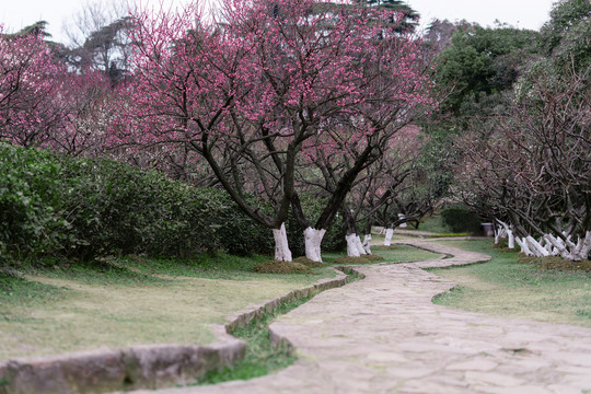 红色梅花林树林南京古林公园