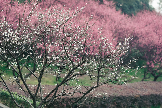 红色梅花林树林南京古林公园