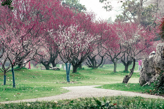 红色梅花林树林南京玄武湖