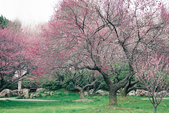 红色梅花林树林南京玄武湖
