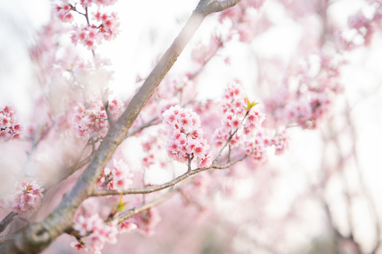 春天户外粉色樱花特写