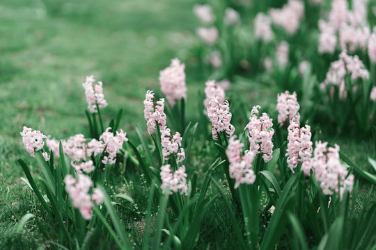 春暖花开粉色野花绽放