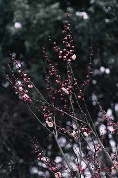 南京梅花山梅花林古风水墨画