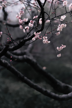 南京梅花山梅花林古风水墨画