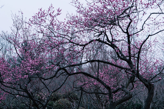 南京梅花山梅花林古风水墨画