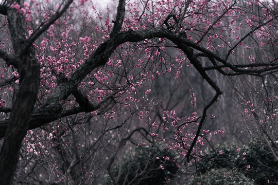 南京梅花山梅花林古风水墨画