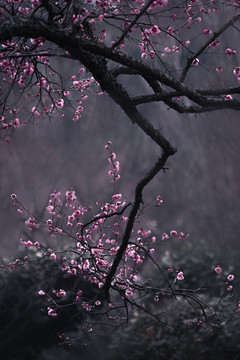 南京梅花山梅花林古风水墨画