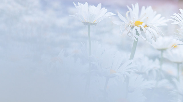 白色小雏菊花海清新背景素材