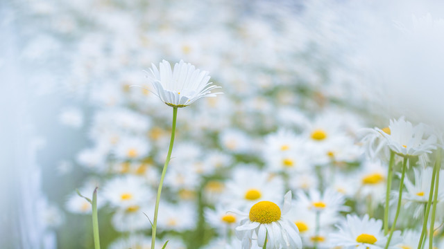 白色小雏菊花海清新背景素材