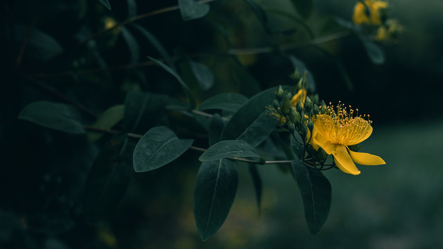 春天黄色花海小黄花菊花