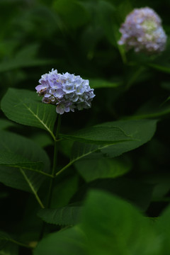 粉紫色绣球花盛开花团锦簇