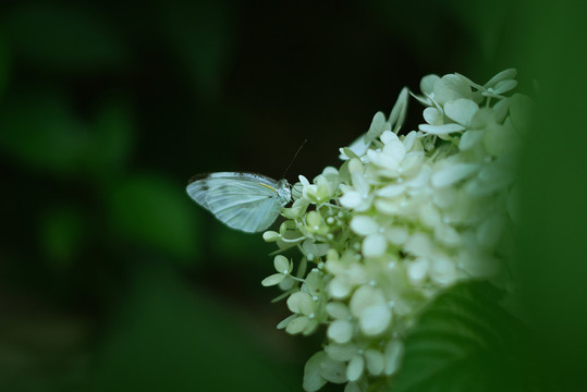 白色绣球花盛开与蝴蝶