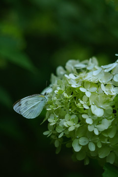 白色绣球花盛开与蝴蝶