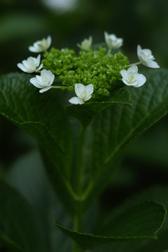 白色绣球花盛开花团锦簇