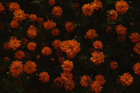 小黄花花海暗调背景春天花卉