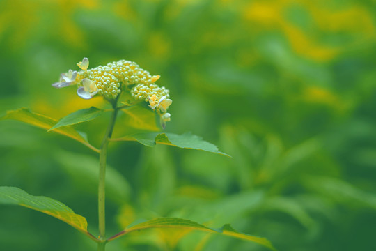 春天绿色植物绣球花背景