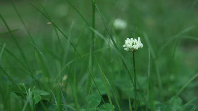 春天绿色背景小白花草地