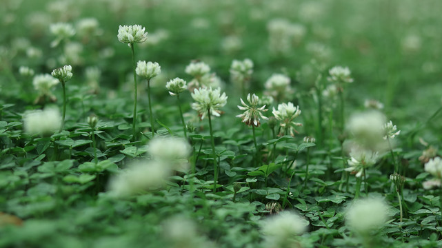 春天绿色背景小白花草地