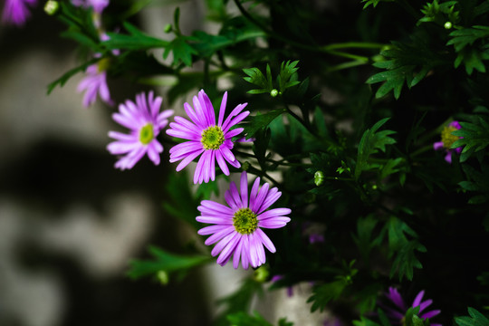 春天野花小草小雏菊背景