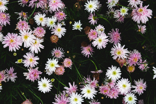 春天野花菊花科绿色背景