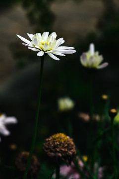 春天野花菊花科绿色背景