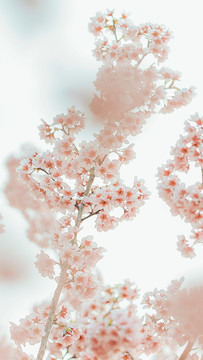 春天户外粉色樱花绽放背景图