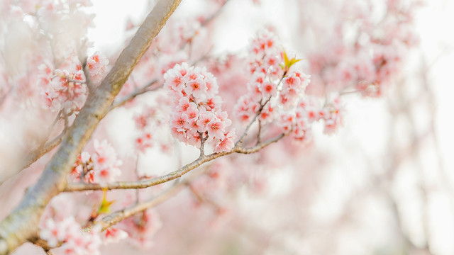 春天梦幻粉色樱花绽放背景图