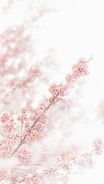 春天梦幻粉色樱花绽放背景图