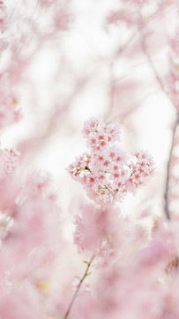 春天梦幻朦胧粉色樱花背景图