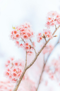 春天梦幻粉色樱花特写背景图