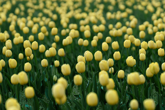 春天花朵黄色郁金香花海背景