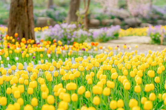 春天花朵黄色郁金香花海背景