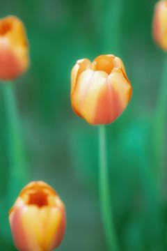 春天花卉红色郁金香花海特写