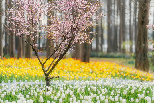 南京中山植物园郁金香花海