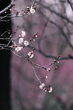 梅花花朵枝条春天风景冬天
