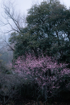 梅花花朵枝条春天风景冬天