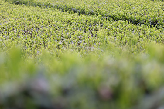 茶叶茶园茶田