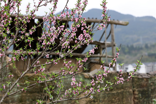 桃花